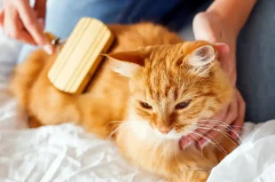 Gatos en primavera