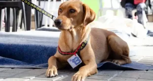 jornada de adopción responsable