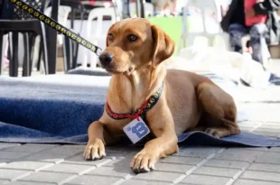jornada de adopción responsable