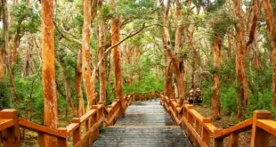 bosques en Argentina