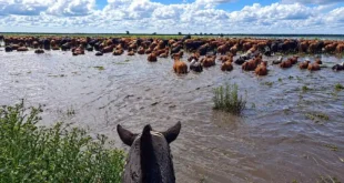 Alerta por la crecida del Paraná
