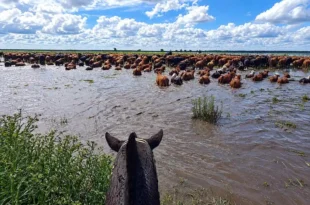 Alerta por la crecida del Paraná