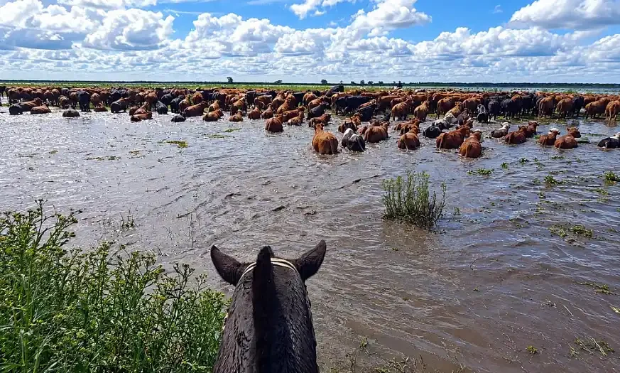 Alerta por la crecida del Paraná