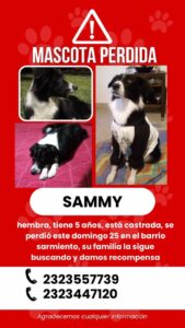 Mascota perdida